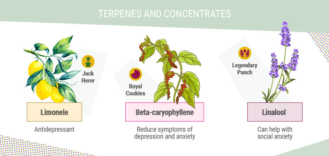 TERPENS I CONCENTRATS