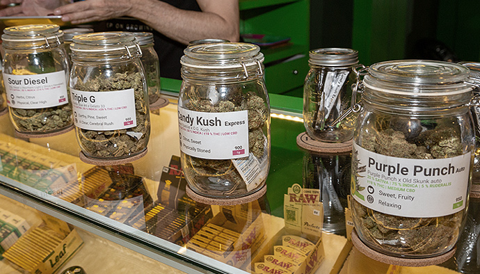 Royal Queen Seeds Opening in Thailand Royal Queen Seeds Opening in Thailand
