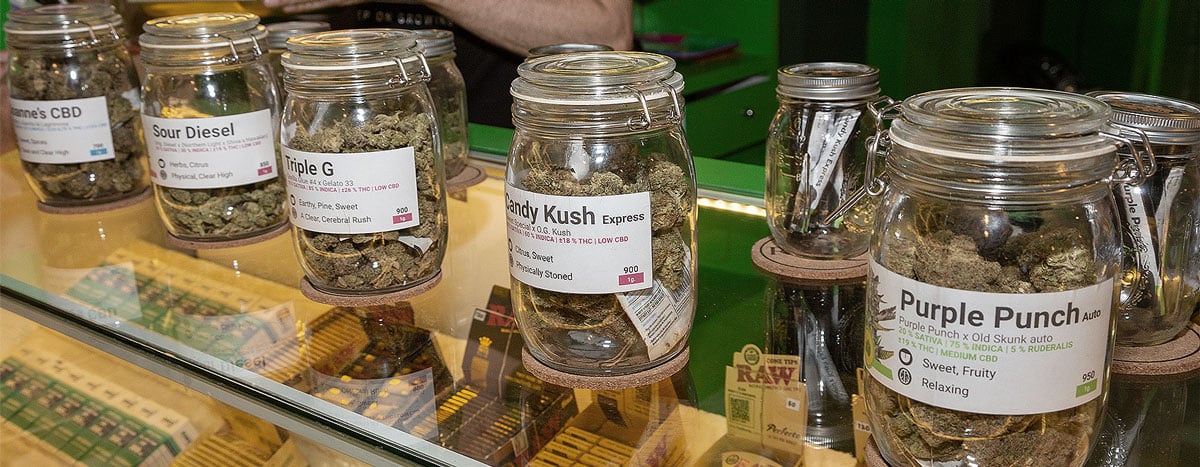 Royal Queen Seeds Opening in Thailand Royal Queen Seeds Opening in Thailand