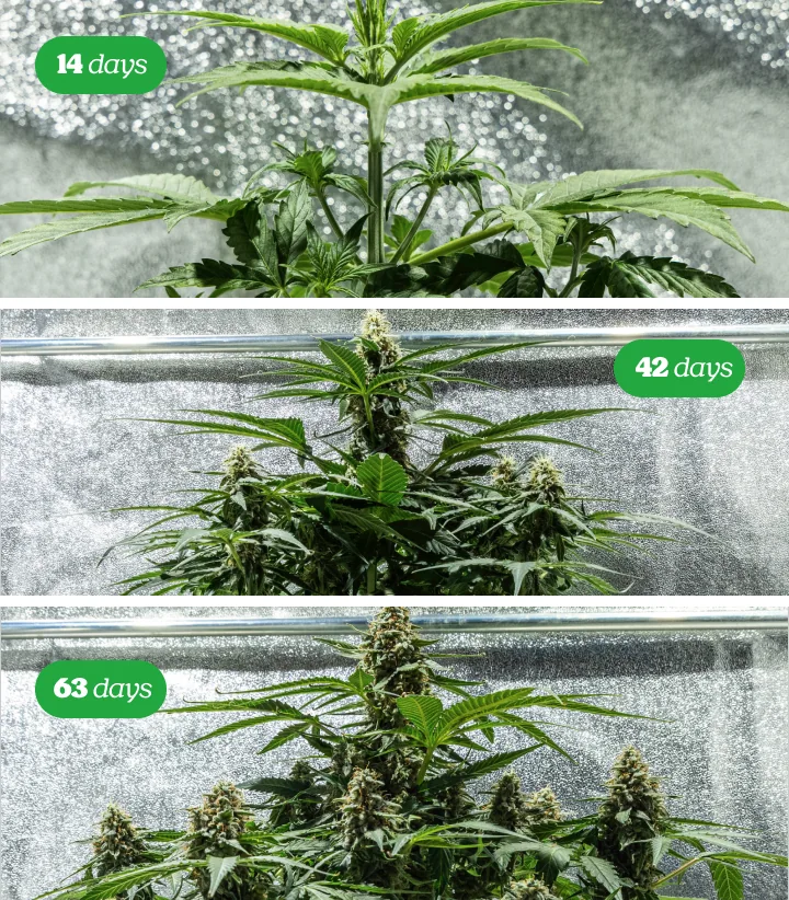 Cannabis Flowering Stage | Bud Development Cannabis plant in the flowering stage with multiple resinous buds on a black background