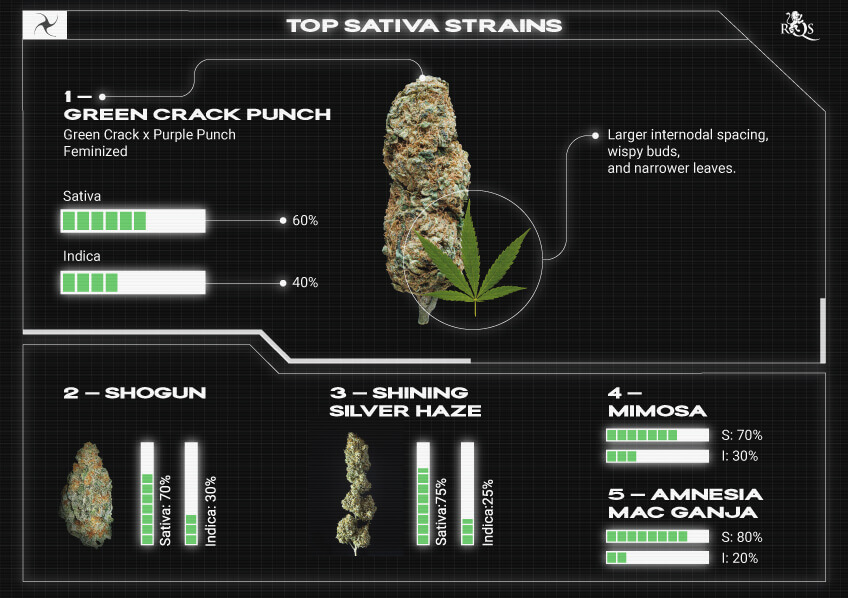 Top RQS Sativa Strains Top RQS Sativa Strains