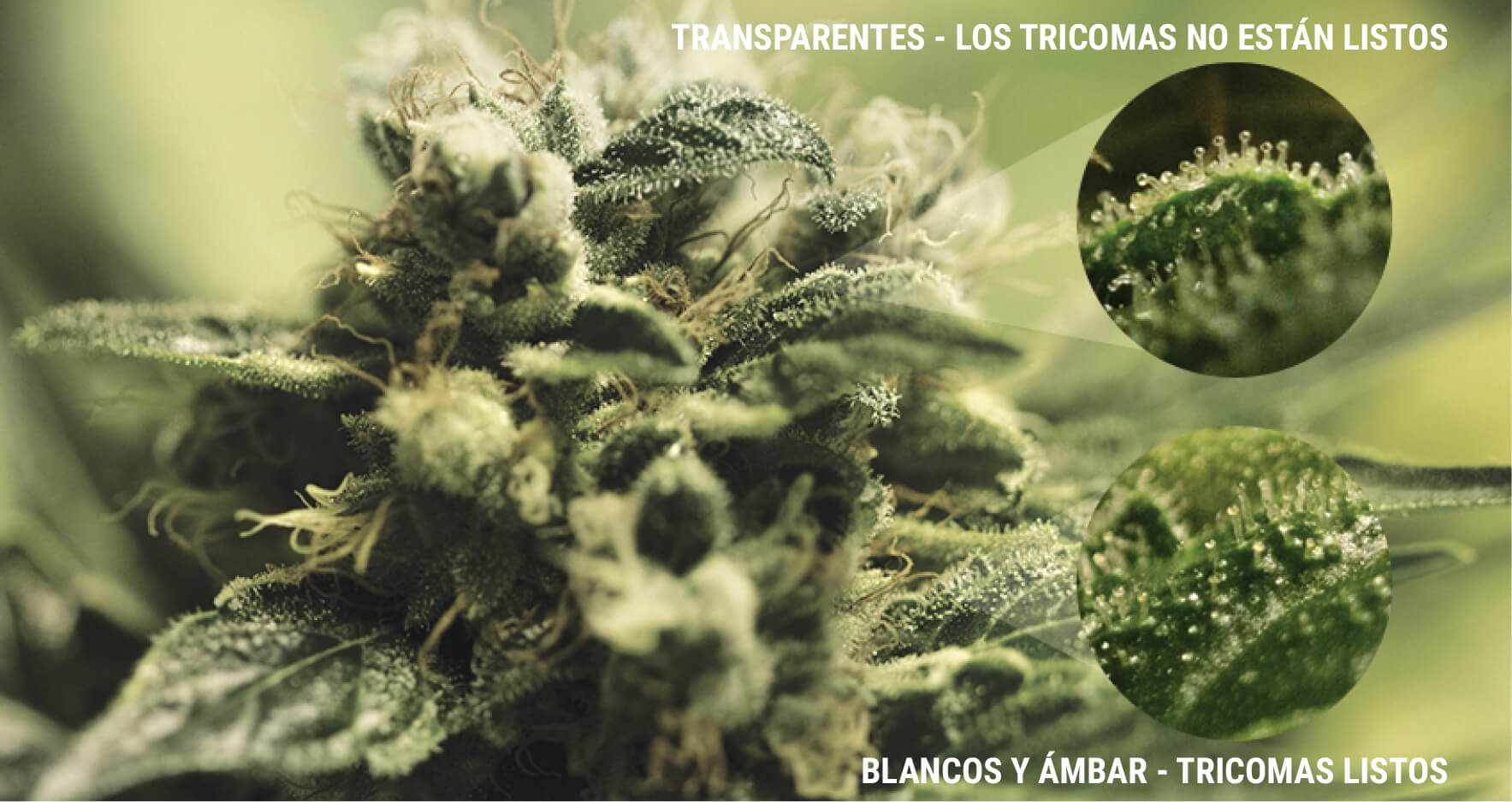 ¿QUÉ SON LOS tricomes? ¿QUÉ SON LOS tricomes?