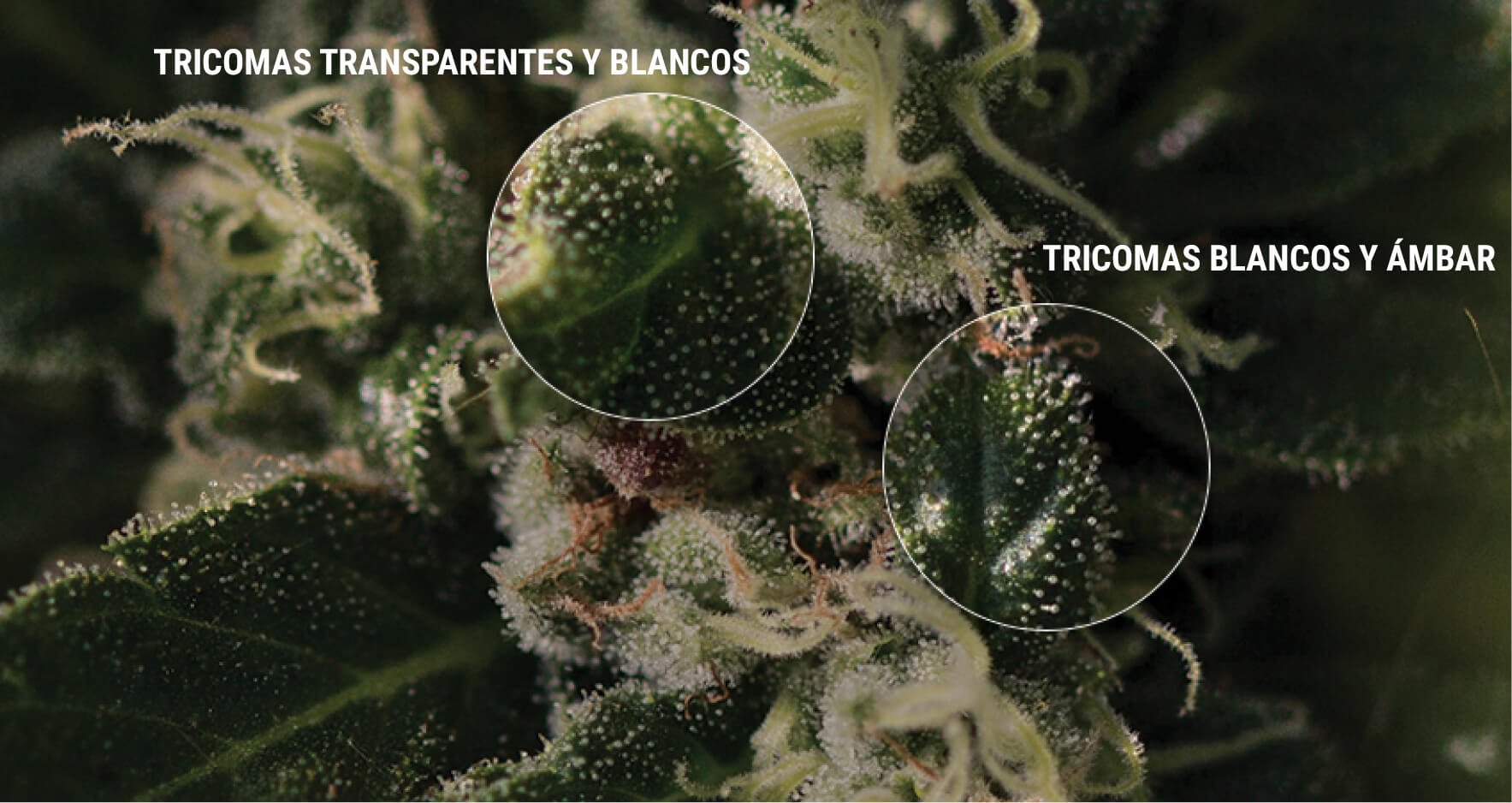 CÓMO INSPECCIONAR LOS tricomes CÓMO INSPECCIONAR LOS tricomes