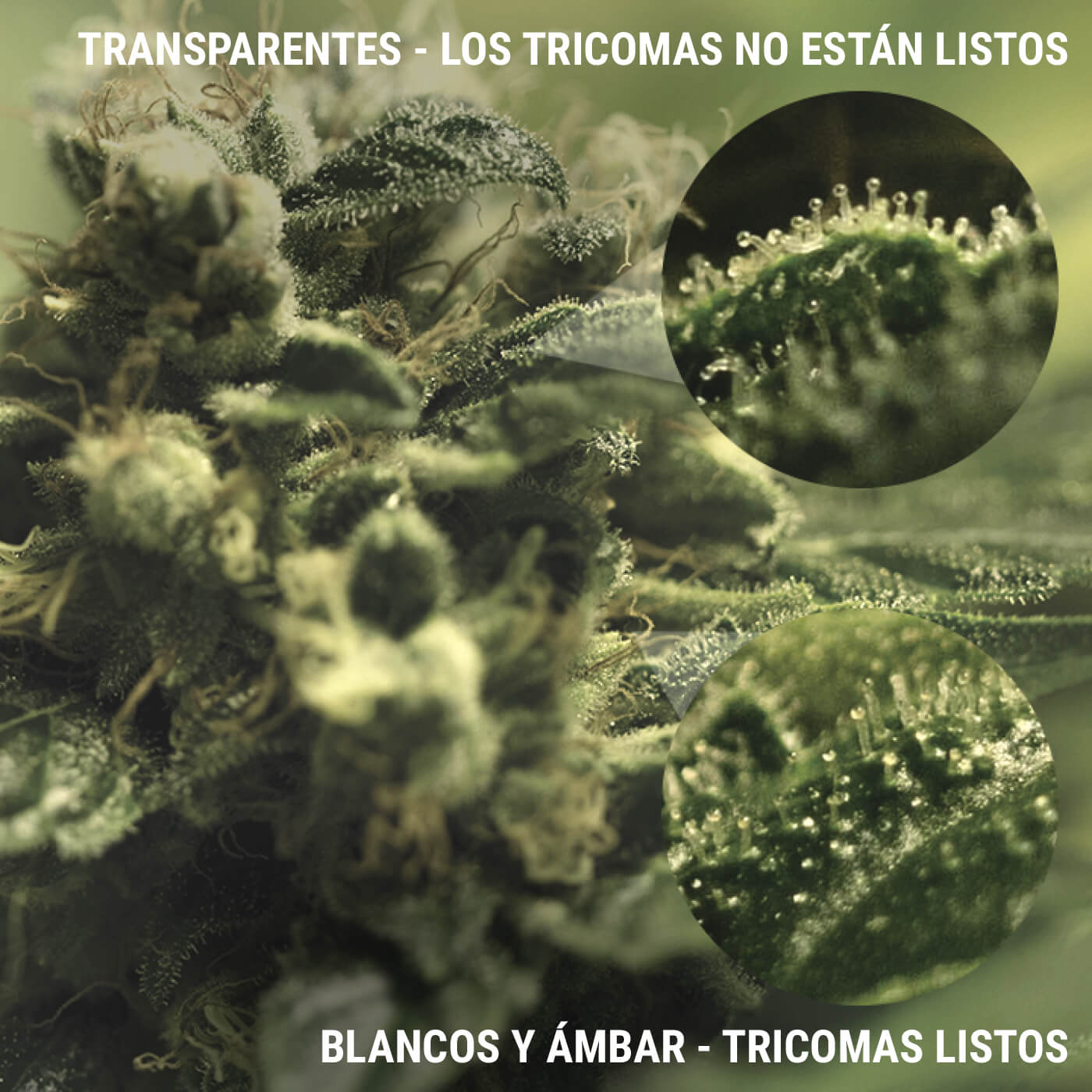 ¿QUÉ SON LOS tricomes? ¿QUÉ SON LOS tricomes?