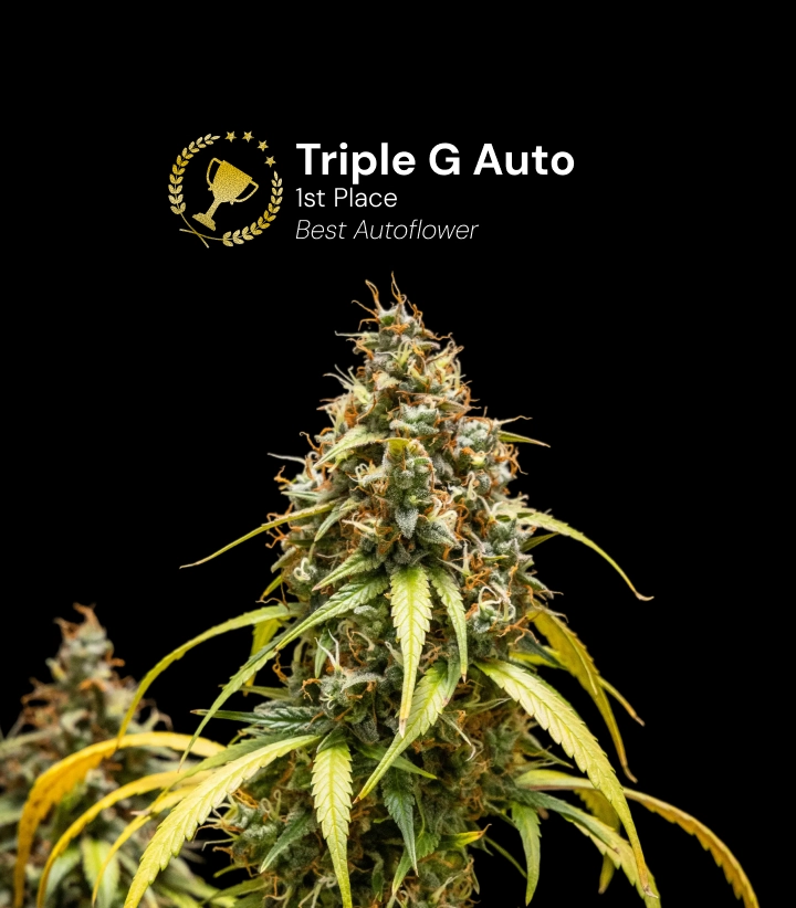 Triple G Auto Cannabis Strain Award Winner Discover Triple G Auto, an award-winning autoflower cannabis strain with resinous buds and impressive growth potential.