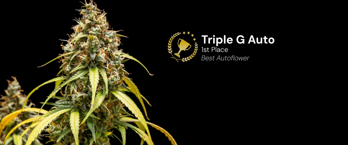 Triple G Auto Cannabis Strain Award Winner Discover Triple G Auto, an award-winning autoflower cannabis strain with resinous buds and impressive growth potential.