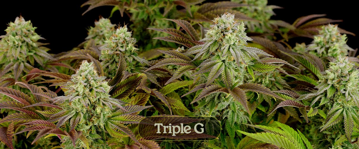 Triple G Triple G
