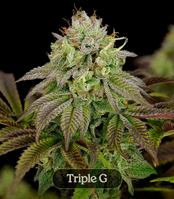 Triple G Triple G