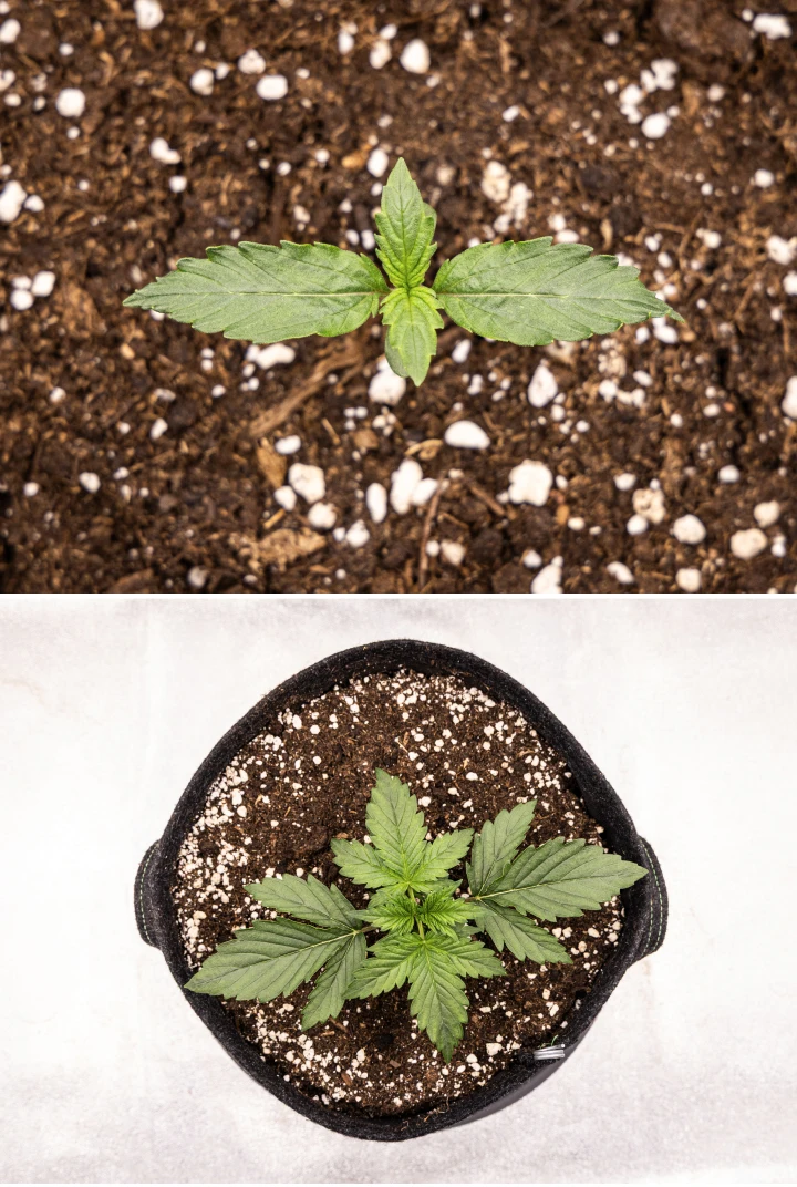 Wedding Cake Auto Grow Report: Week 1 Seedling Stage Wedding Cake Auto cannabis seedling growing in soil during week 1 of the grow report, showing early leaf development, healthy green growth, perlite-rich substrate, and a fabric pot.