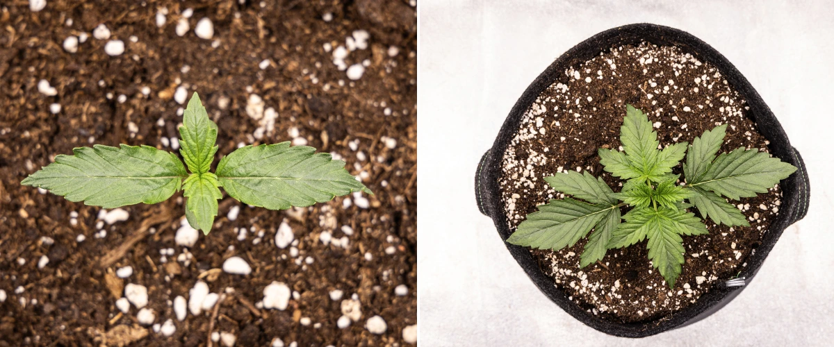 Wedding Cake Auto Grow Report: Week 1 Seedling Stage Wedding Cake Auto cannabis seedling growing in soil during week 1 of the grow report, showing early leaf development, healthy green growth, perlite-rich substrate, and a fabric pot.