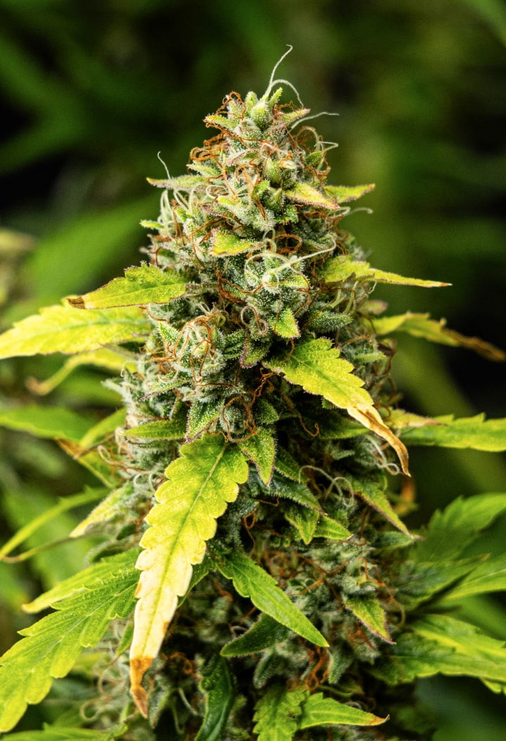 Close-up of Wedding Cake Auto cannabis buds during week 10 of the grow report, showing dense resinous flowers, orange pistils, frosty trichomes, and fading late-flowering leaves.