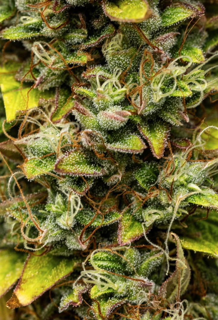 Wedding Cake Auto Grow Report: Week 12 Harvest-Ready Buds Close-up of Wedding Cake Auto cannabis buds during week 12 of the grow report, showing harvest-ready resinous flowers, dense trichome coverage, orange pistils, and fading late-flowering leaves.
