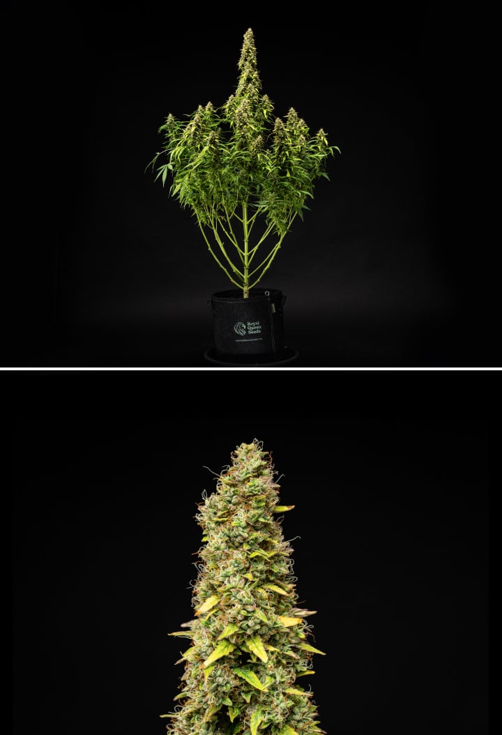 Wedding Cake Auto Grow Report: Week 11 Final Ripening Wedding Cake Auto cannabis plant during week 11 of the grow report, showing a tall mature structure, dense resinous buds, orange pistils, fading leaves, and final ripening against a black background.