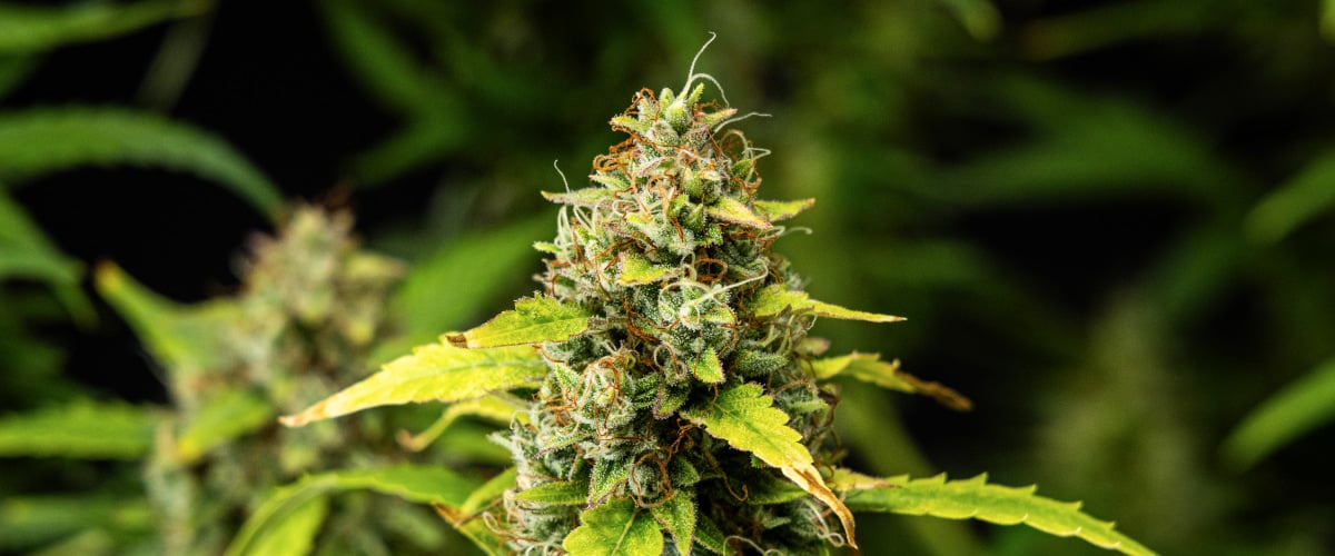 Wedding Cake Auto Grow Report: Week 10 Resin and Density Close-up of Wedding Cake Auto cannabis buds during week 10 of the grow report, showing dense resinous flowers, orange pistils, frosty trichomes, and fading late-flowering leaves.