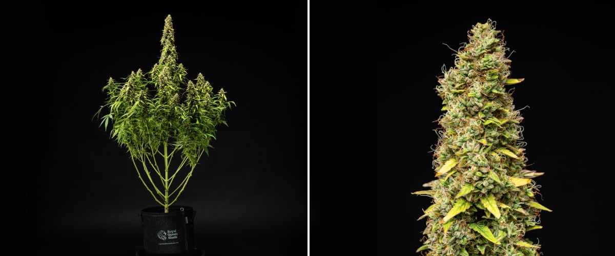 Wedding Cake Auto Grow Report: Week 11 Final Ripening Wedding Cake Auto cannabis plant during week 11 of the grow report, showing a tall mature structure, dense resinous buds, orange pistils, fading leaves, and final ripening against a black background.