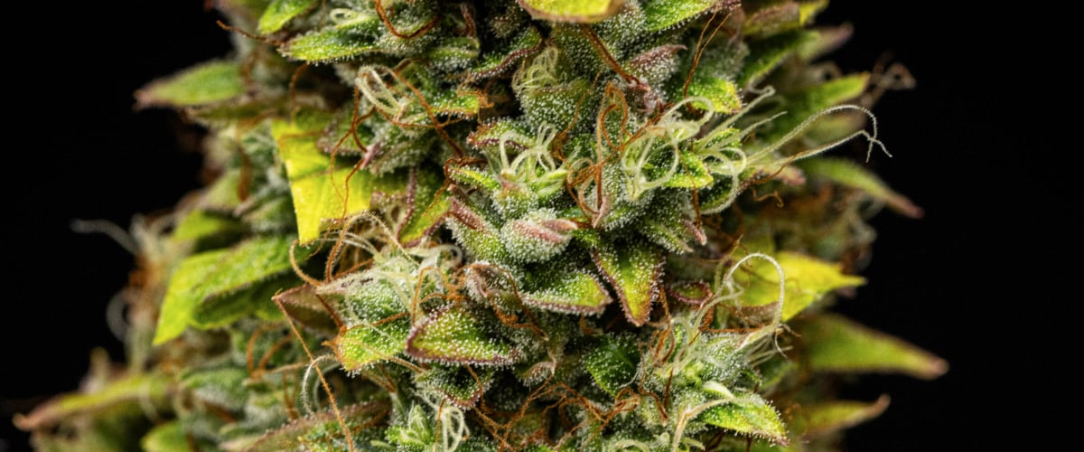 Wedding Cake Auto Grow Report: Week 12 Harvest-Ready Buds Close-up of Wedding Cake Auto cannabis buds during week 12 of the grow report, showing harvest-ready resinous flowers, dense trichome coverage, orange pistils, and fading late-flowering leaves.