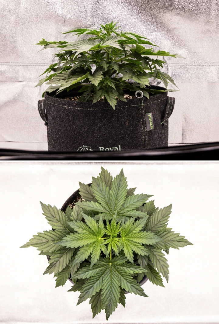 Wedding Cake Auto Grow Report: Week 4 Early Flowering Wedding Cake Auto cannabis plant growing in a fabric pot during week 4 of the grow report, showing early flowering signs, strong vertical growth, healthy foliage, and white pistils at the stem nodes.