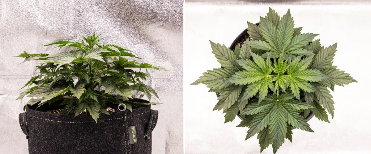 Wedding Cake Auto Grow Report: Week 2 Vegetative Growth Wedding Cake Auto cannabis plant growing in a fabric pot during week 2 of the grow report, showing dense vegetative development, broad green leaves, compact structure, and healthy foliage.