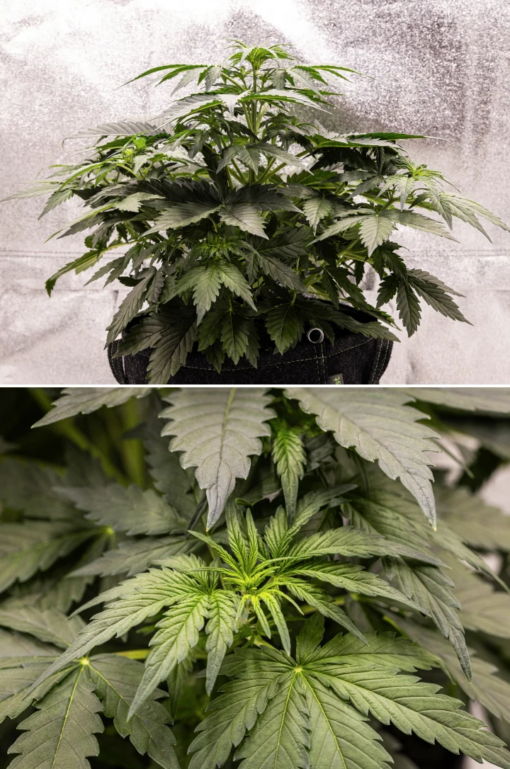 Wedding Cake Auto Grow Report: Week 3 Pre-Flowering Growth Wedding Cake Auto cannabis plant growing in a fabric pot during week 3 of the grow report, showing dense green foliage, compact bushy structure, new upper growth, and early pre-flowering development.