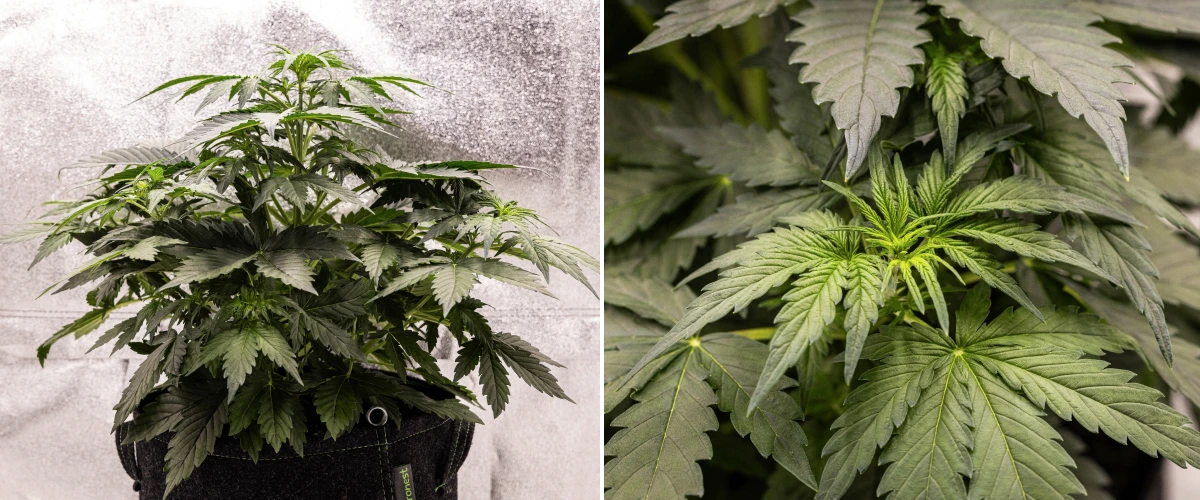 Wedding Cake Auto Grow Report: Week 3 Pre-Flowering Growth Wedding Cake Auto cannabis plant growing in a fabric pot during week 3 of the grow report, showing dense green foliage, compact bushy structure, new upper growth, and early pre-flowering development.