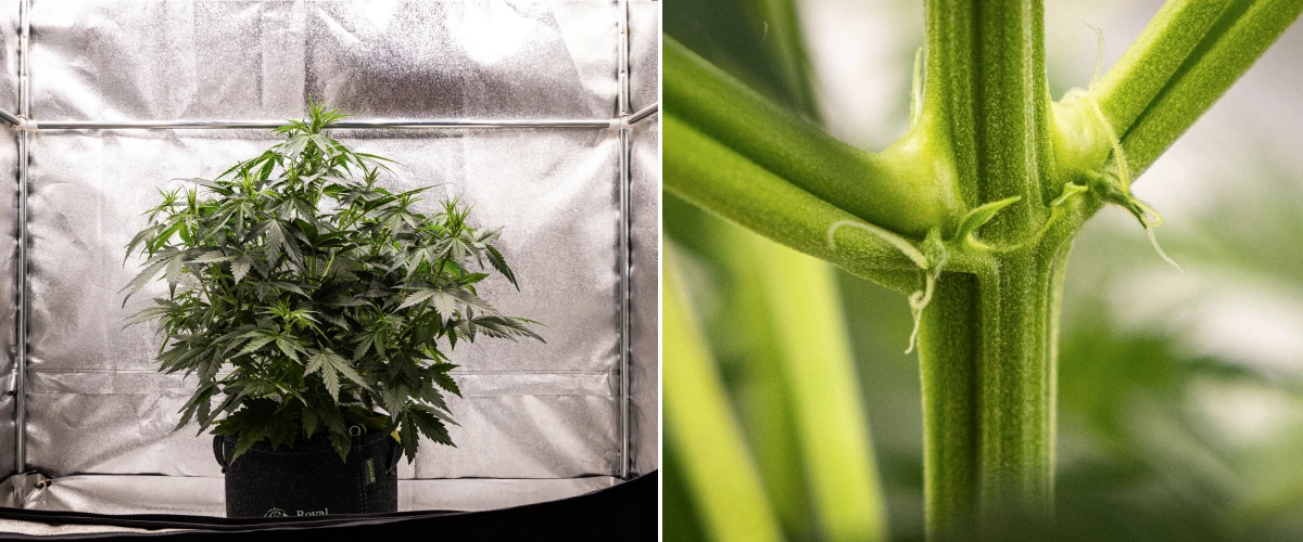 Wedding Cake Auto Grow Report: Week 4 Early Flowering Wedding Cake Auto cannabis plant growing in a fabric pot during week 4 of the grow report, showing early flowering signs, strong vertical growth, healthy foliage, and white pistils at the stem nodes.