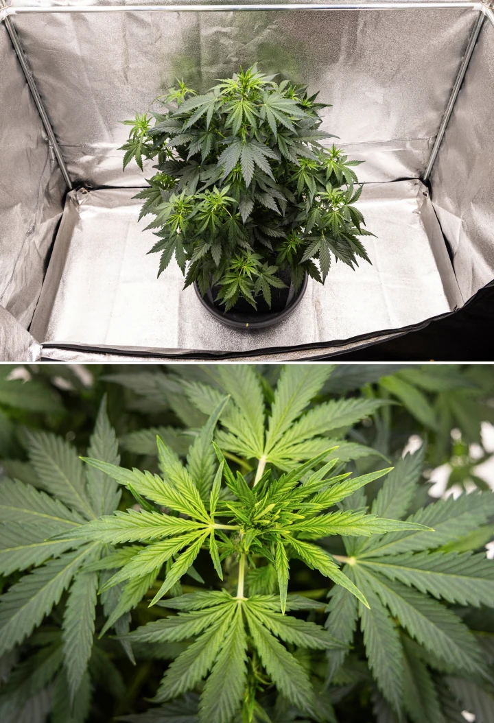 Wedding Cake Auto Grow Report: Week 5 Early Bud Development Wedding Cake Auto cannabis plant growing in a fabric pot during week 5 of the grow report, showing strong vertical growth, early bud development, healthy green foliage, and multiple flowering sites.