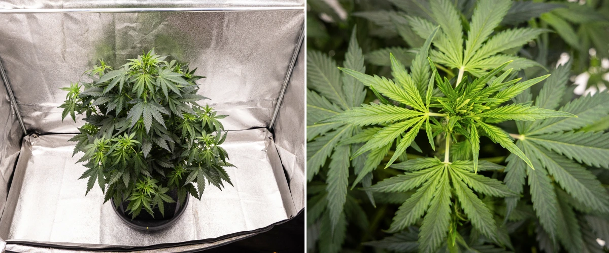 Wedding Cake Auto Grow Report: Week 5 Early Bud Development Wedding Cake Auto cannabis plant growing in a fabric pot during week 5 of the grow report, showing strong vertical growth, early bud development, healthy green foliage, and multiple flowering sites.