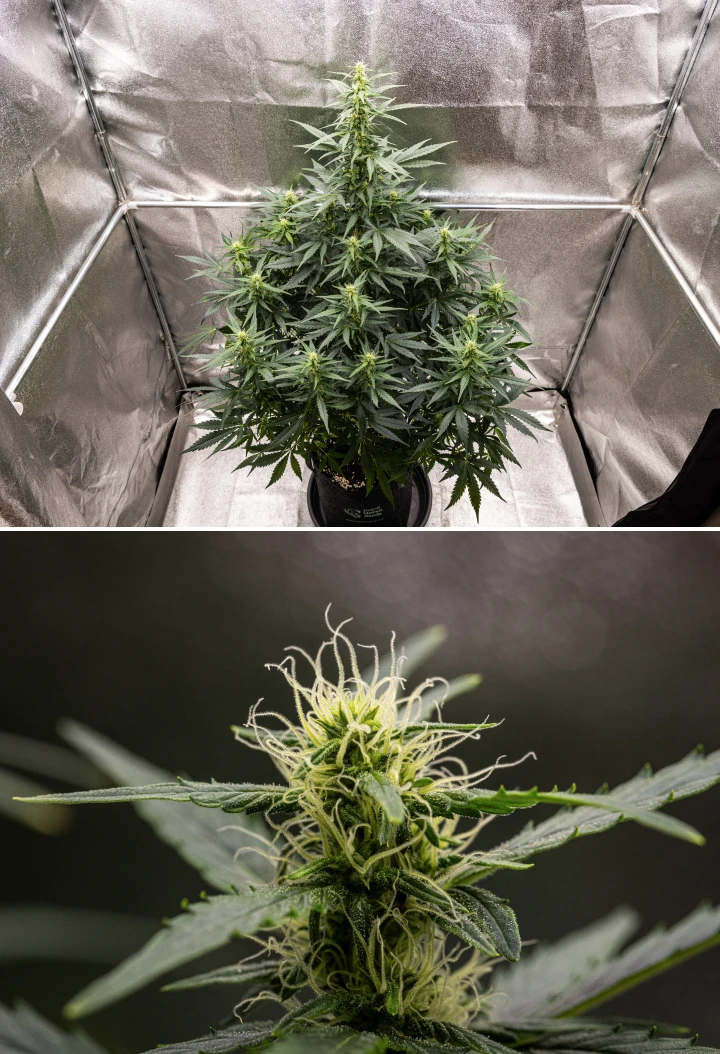 Wedding Cake Auto Grow Report: Week 6 Flowering Buds Wedding Cake Auto cannabis plant growing in a fabric pot during week 6 of the grow report, showing tall flowering growth, developing buds, fresh white pistils, and healthy green leaves.