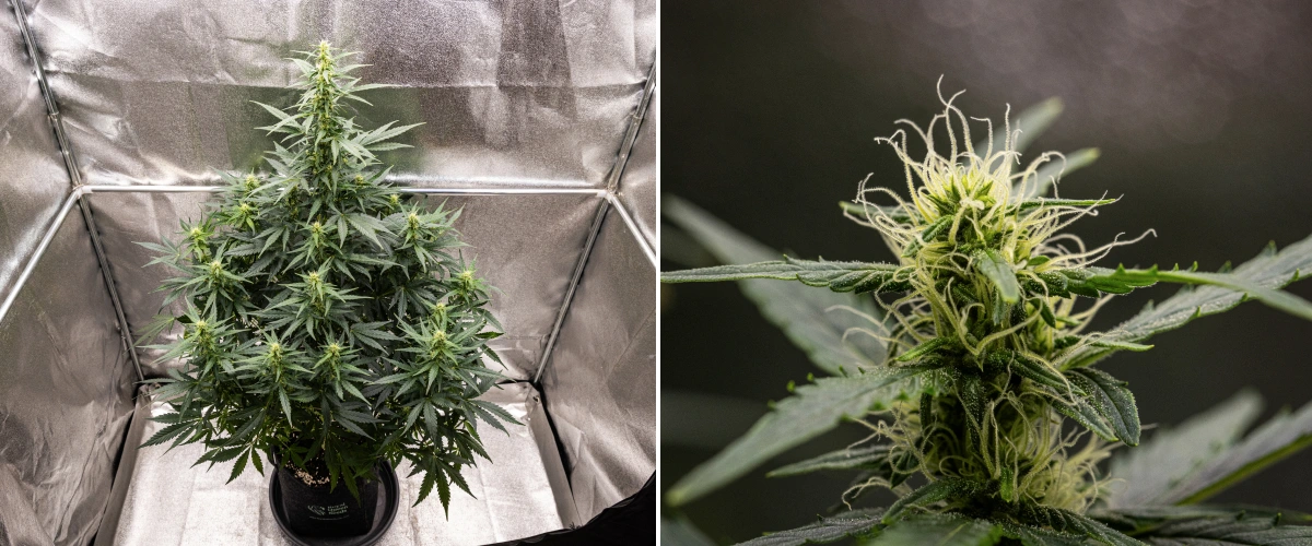 Wedding Cake Auto Grow Report: Week 6 Flowering Buds Wedding Cake Auto cannabis plant growing in a fabric pot during week 6 of the grow report, showing tall flowering growth, developing buds, fresh white pistils, and healthy green leaves.