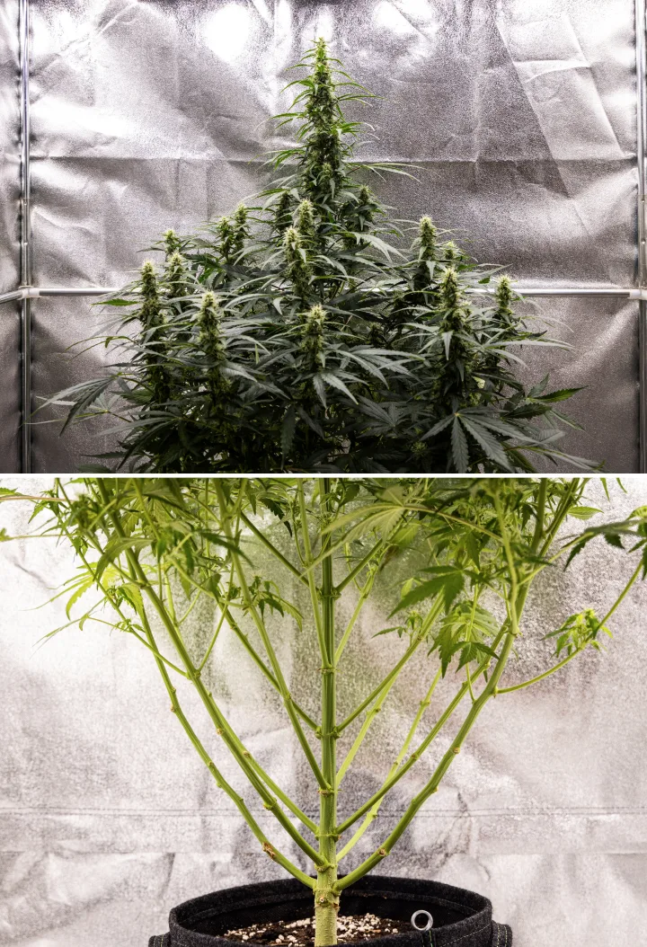 Wedding Cake Auto Grow Report: Week 7 Final Stretch Wedding Cake Auto cannabis plant during week 7 of the grow report, showing tall flowering colas, strong branch structure, trimmed lower growth, healthy stems, and developing buds.