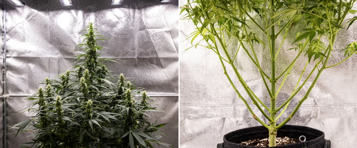 Wedding Cake Auto Grow Report: Week 7 Final Stretch Wedding Cake Auto cannabis plant during week 7 of the grow report, showing tall flowering colas, strong branch structure, trimmed lower growth, healthy stems, and developing buds.