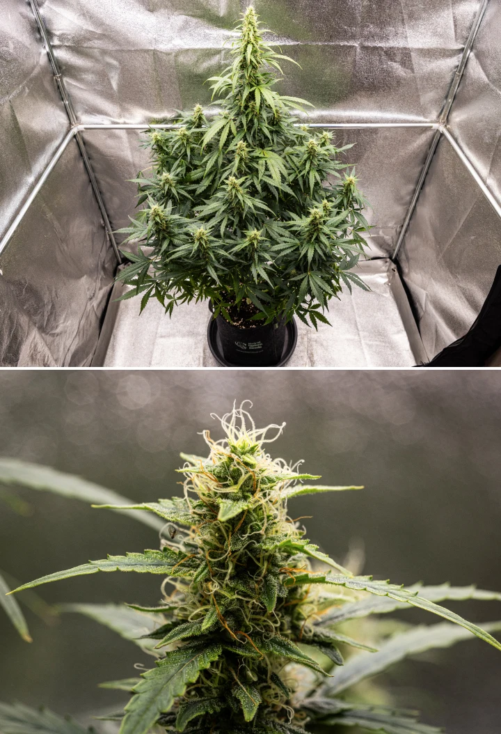 Wedding Cake Auto Grow Report: Week 8 Resinous Buds Wedding Cake Auto cannabis plant during week 8 of the grow report, showing resinous bud development, white and orange pistils, healthy sugar leaves, and tall flowering colas.