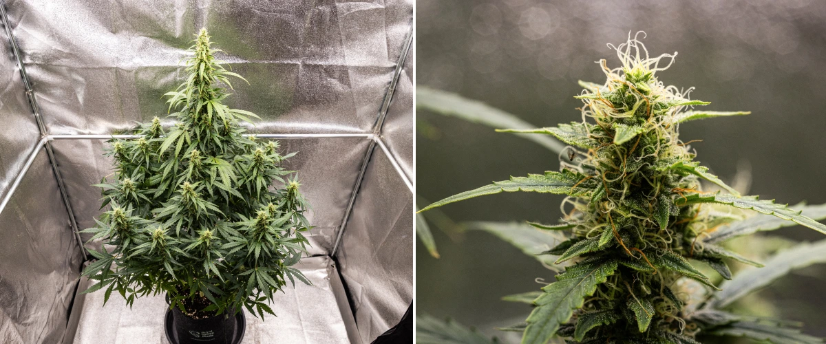 Wedding Cake Auto Grow Report: Week 8 Resinous Buds Wedding Cake Auto cannabis plant during week 8 of the grow report, showing resinous bud development, white and orange pistils, healthy sugar leaves, and tall flowering colas.