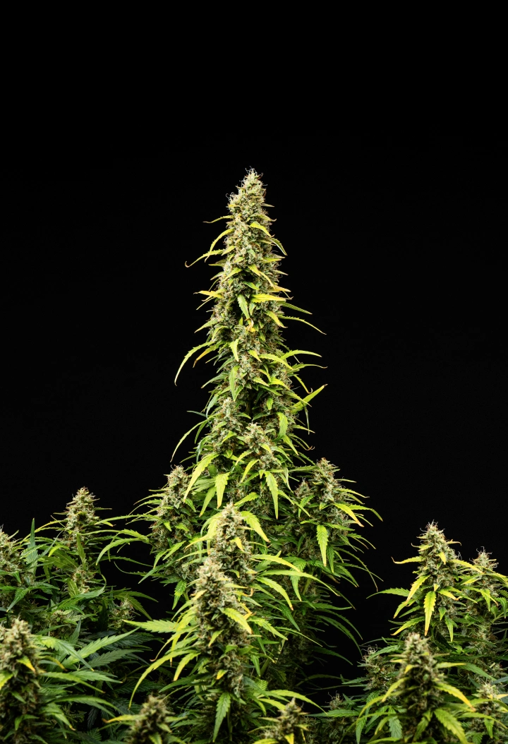 Wedding Cake Auto Grow Report: Week 9 Bud Ripening Wedding Cake Auto cannabis plant during week 9 of the grow report, showing tall mature colas, dense resinous buds, fading leaves, and final flowering development against a black background.