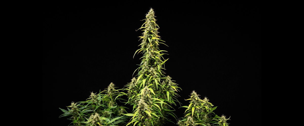 Wedding Cake Auto Grow Report: Week 9 Bud Ripening Wedding Cake Auto cannabis plant during week 9 of the grow report, showing tall mature colas, dense resinous buds, fading leaves, and final flowering development against a black background.