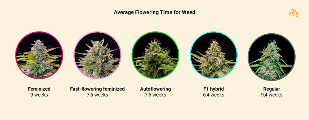 Spezie alla cannabis