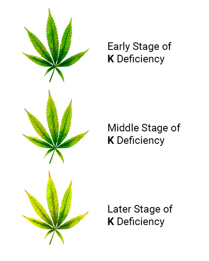 Zinc Deficiency in Cannabis Signs and Solutions RQS Blog