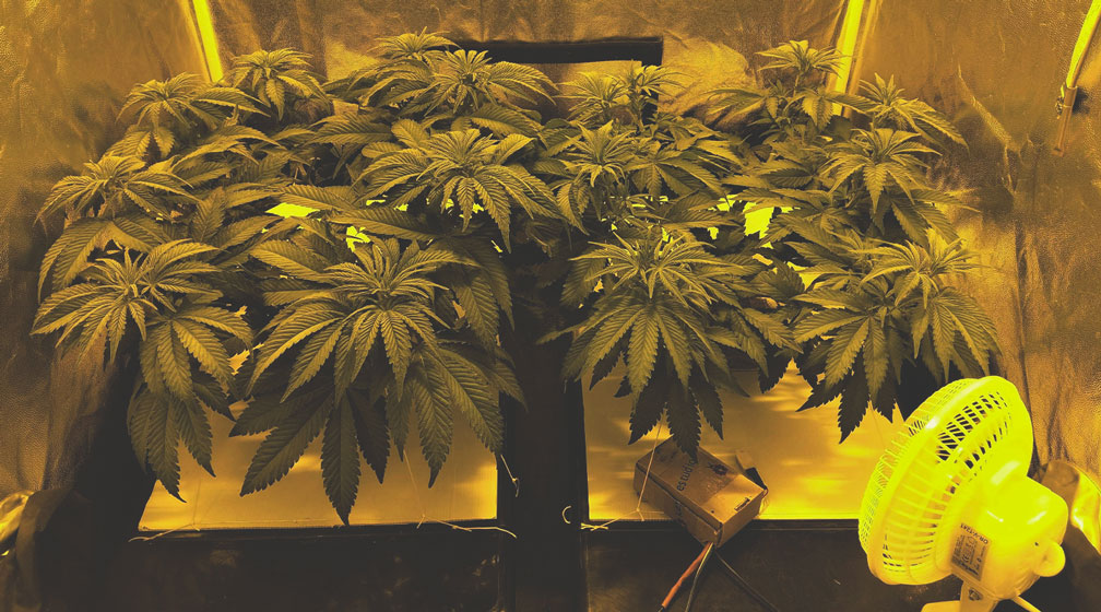 Amnesia Haze Amnesia Haze