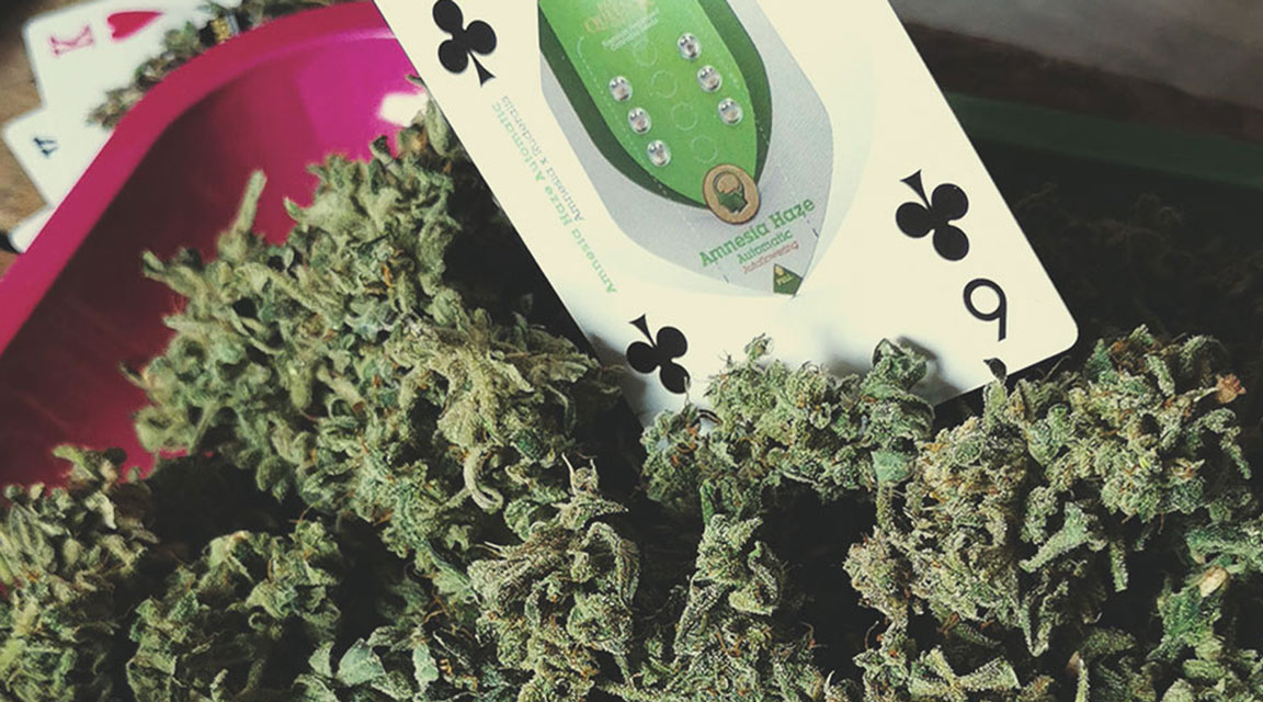 Amnesia Haze Automatic Amnesia Haze Automatic