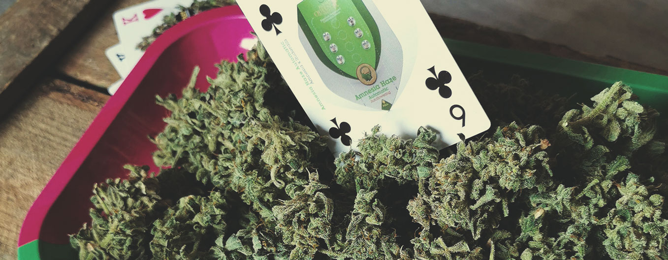 Amnesia Haze Automatic Amnesia Haze Automatic
