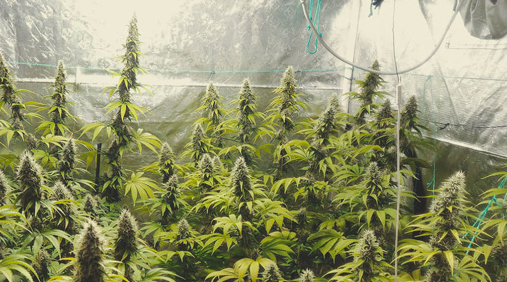 Top 10 Most Popular Feminized Cannabis Strains Top 10 Most Popular Feminized Cannabis Strains
