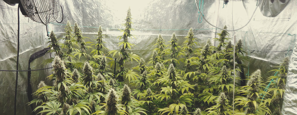 Top 10 Most Popular Feminized Cannabis Strains Top 10 Most Popular Feminized Cannabis Strains