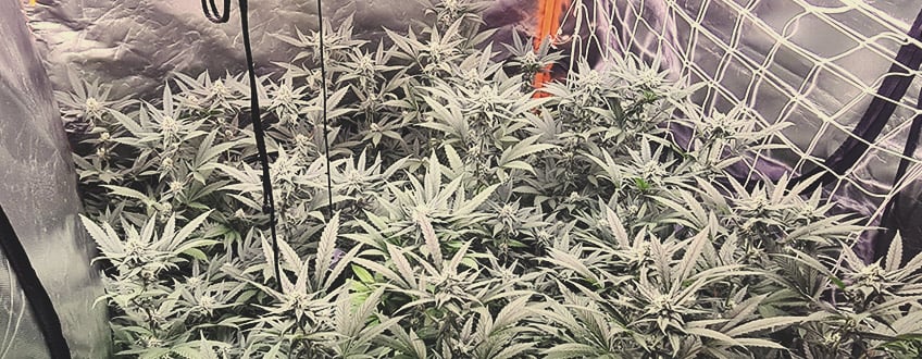 Amnesia Haze Amnesia Haze