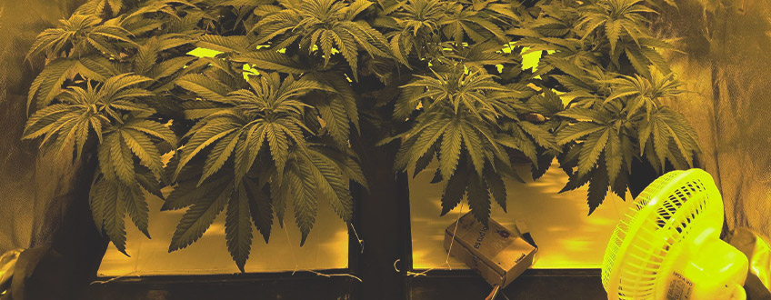 Amnesia Haze Amnesia Haze