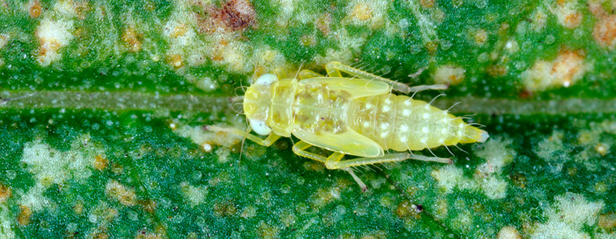 Aphids Aphids