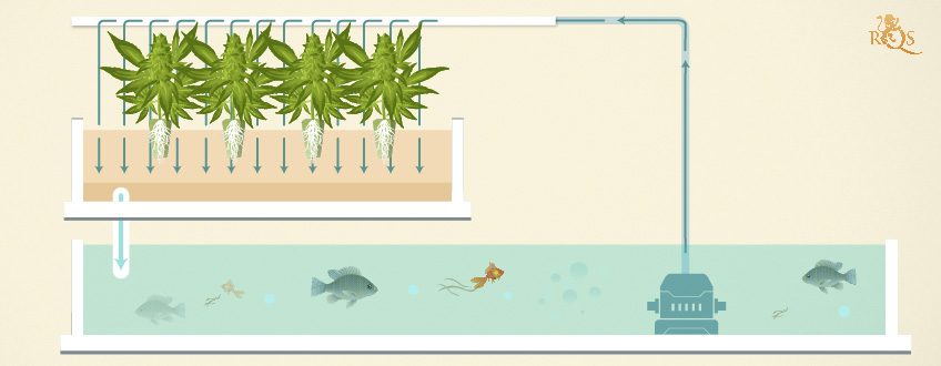 Aquaponic System Aquaponic System