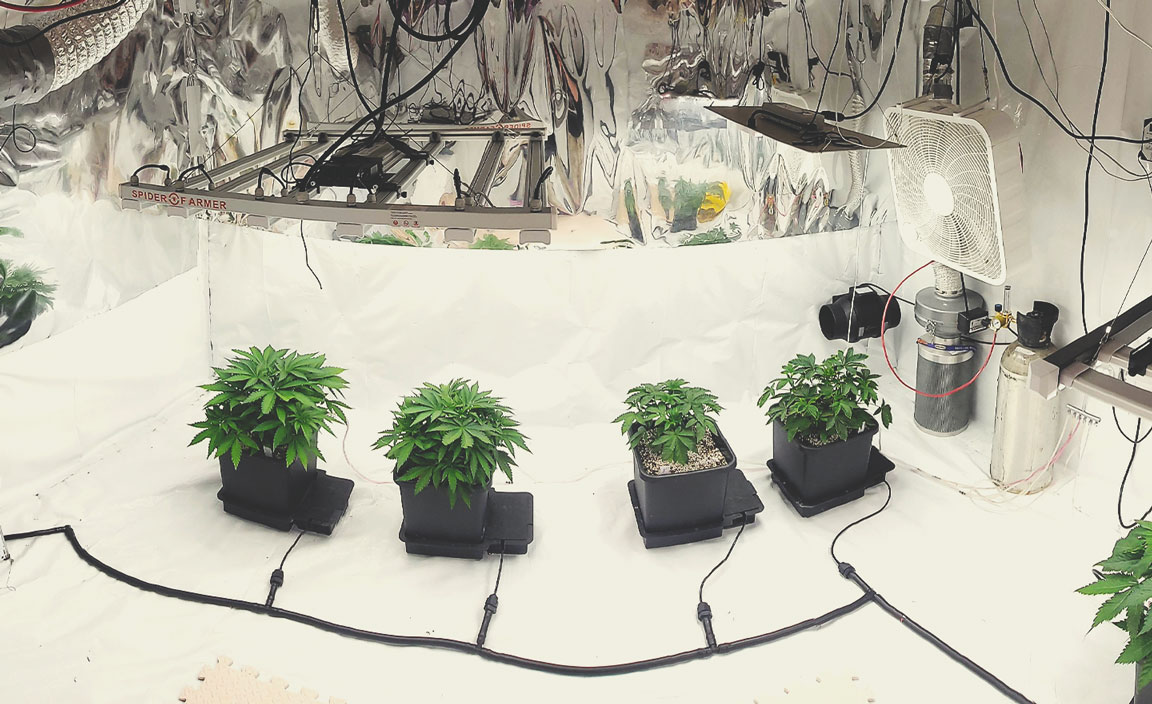 How Much Do Autoflowering Plants Yield?