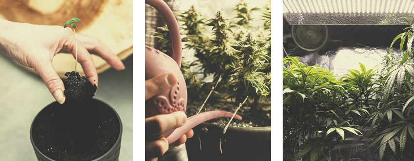 Autoflowering Cannabis Seeds for Indoor Growing Autoflowering Cannabis Seeds for Indoor Growing