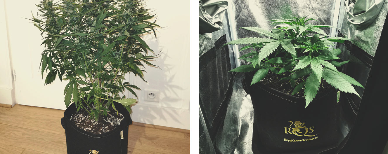 How To Avoid Small Auto Cannabis Plants How To Avoid Small Auto Cannabis Plants