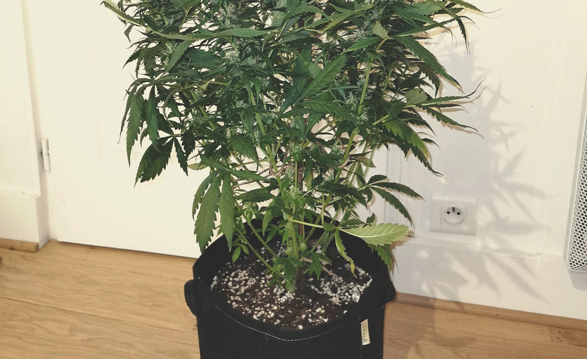 How To Avoid Small Auto Cannabis Plants How To Avoid Small Auto Cannabis Plants
